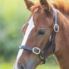 GARA Adjustable Leather Halter/Headcollar