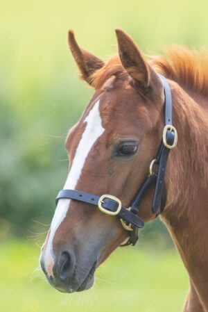 ARMA Fleece Stirrup Covers