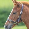 GARA Adjustable Leather Halter/Headcollar