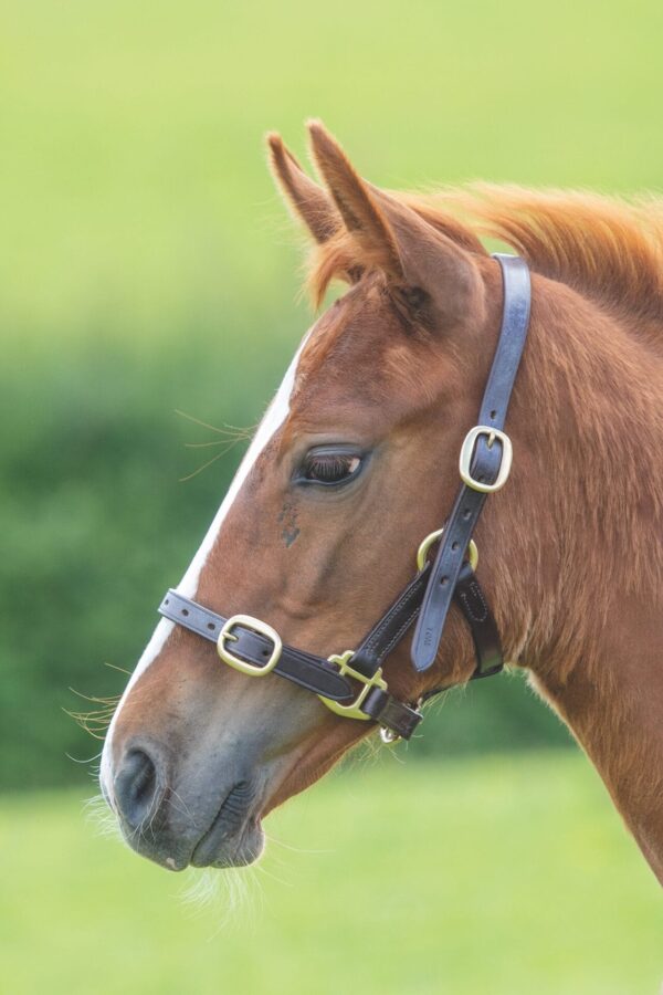 GARA Adjustable Leather Halter/Headcollar