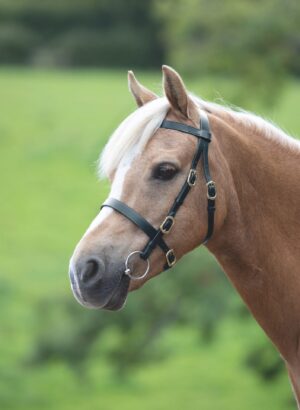 GARA Plain Inhand Bridle