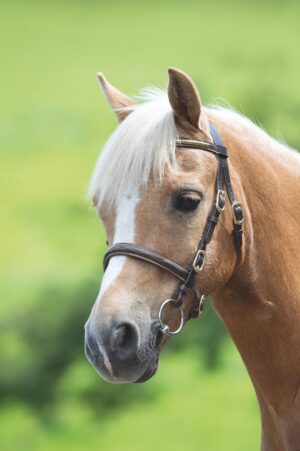 GARA Clincher Inhand Bridle