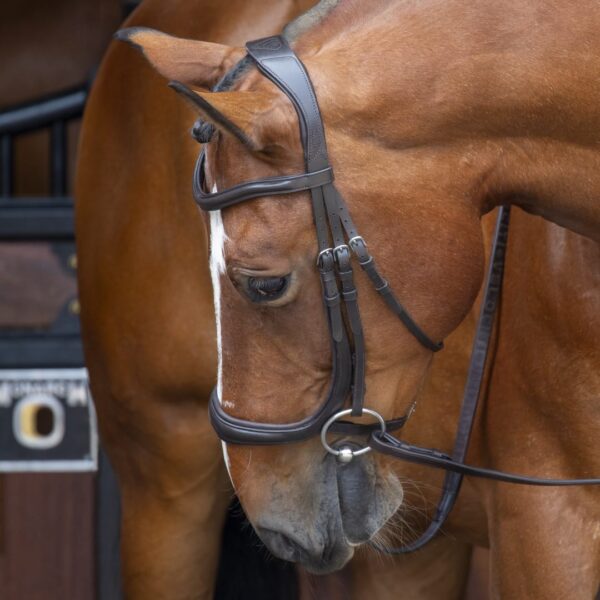 Rapida Ergonomic Curved Cavesson Bridle