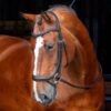 Rapida Ergonomic Curved Flash Noseband