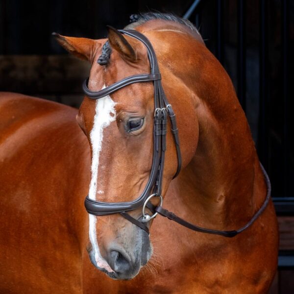 Rapida Ergonomic Curved Flash Noseband