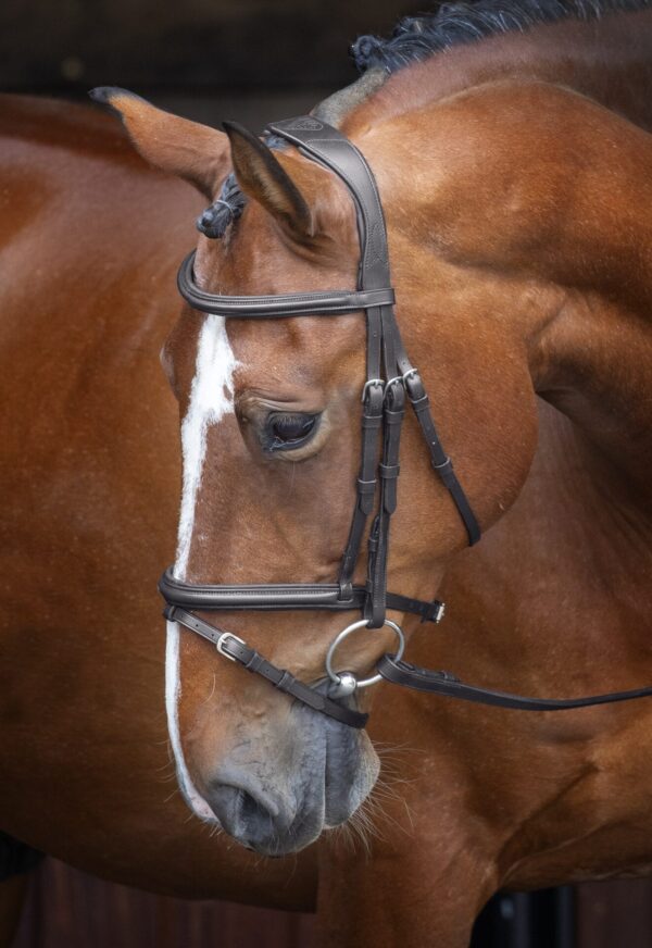 Rapida Padded Raised Flash Bridle