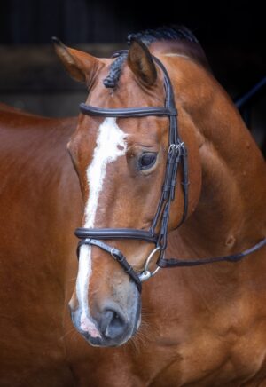 Rapida Padded Raised Flash Bridle