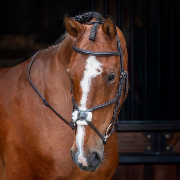 Rapida Grackle Noseband