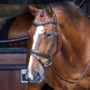 Rapida Dressage Flash Noseband