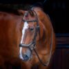 Rapida Ergonomic Flash Bridle