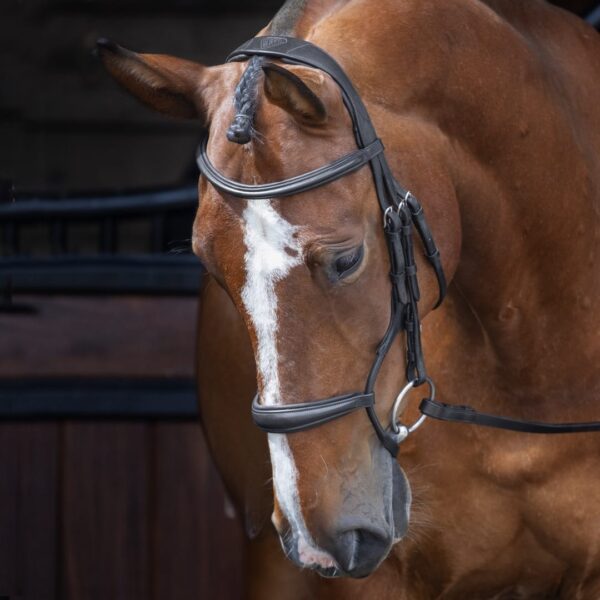 Rapida Rolled Padded Cavesson Bridle