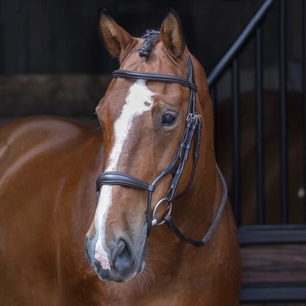 Rapida Rolled Padded Cavesson Noseband